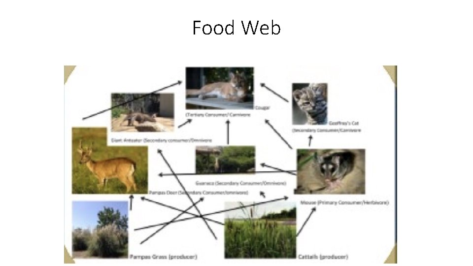 Food Web Food Web