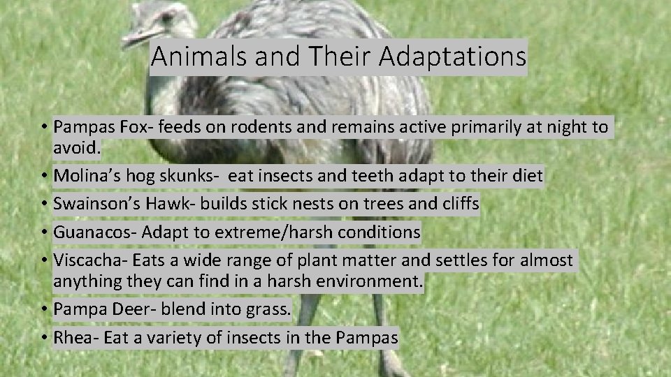 Animals and Their Adaptations • Pampas Fox- feeds on rodents and remains active primarily Animals and Their Adaptations • Pampas Fox- feeds on rodents and remains active primarily