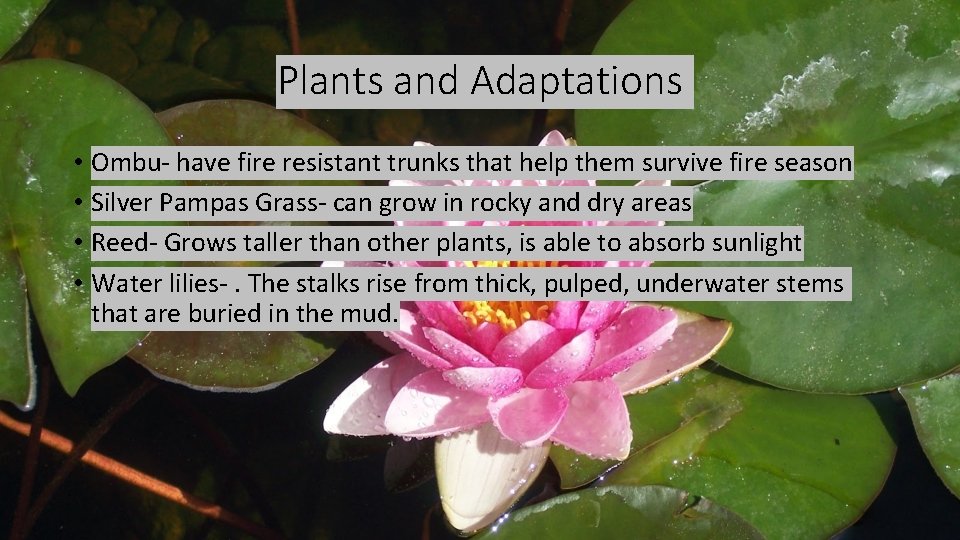 Plants and Adaptations • Ombu- have fire resistant trunks that help them survive fire Plants and Adaptations • Ombu- have fire resistant trunks that help them survive fire