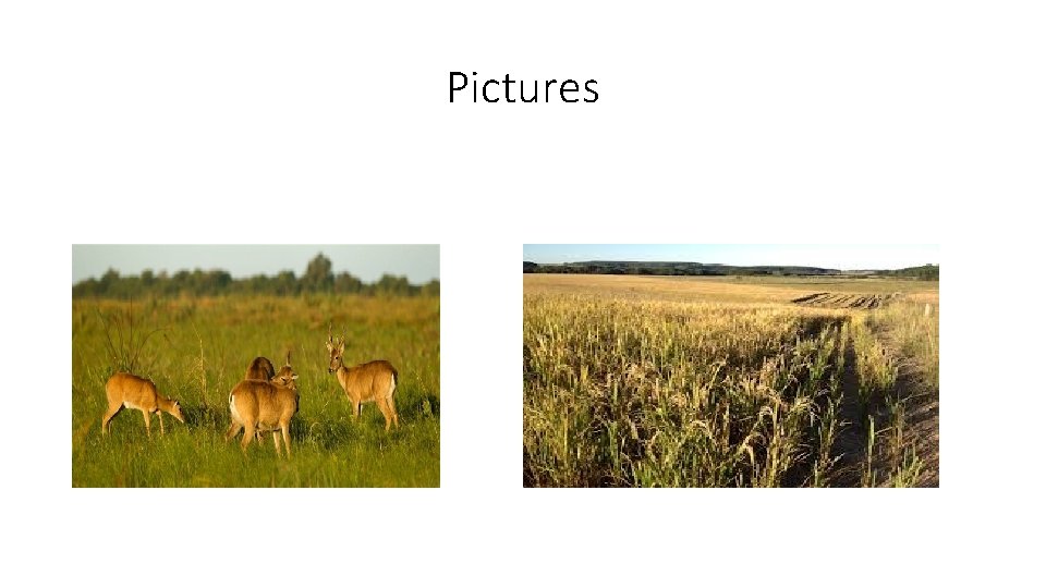 Pictures Pictures