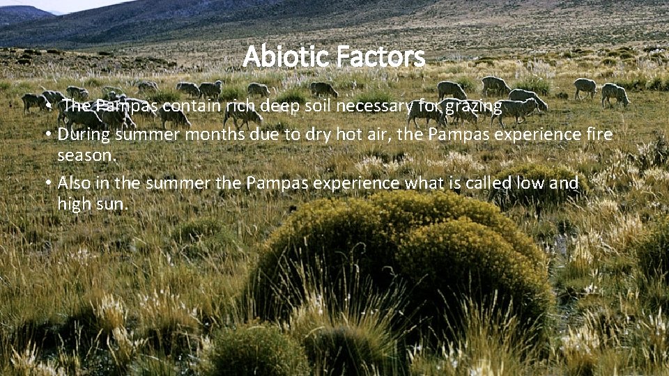 Abiotic Factors • The Pampas contain rich deep soil necessary for grazing • During Abiotic Factors • The Pampas contain rich deep soil necessary for grazing • During