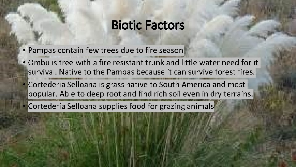 Biotic Factors • Pampas contain few trees due to fire season • Ombu is Biotic Factors • Pampas contain few trees due to fire season • Ombu is