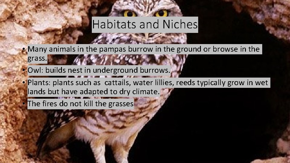 Habitats and Niches • Many animals in the pampas burrow in the ground or Habitats and Niches • Many animals in the pampas burrow in the ground or