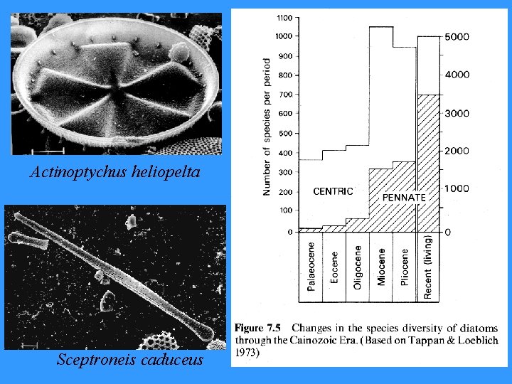 Actinoptychus heliopelta Sceptroneis caduceus 