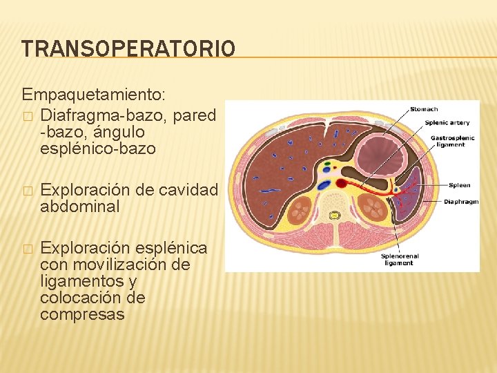 TRANSOPERATORIO Empaquetamiento: � Diafragma-bazo, pared -bazo, ángulo esplénico-bazo � Exploración de cavidad abdominal �