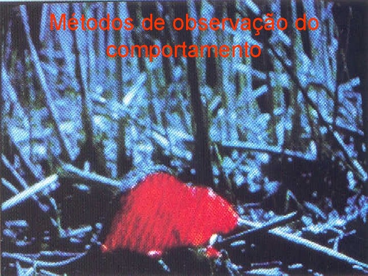 Métodos de observação do comportamento 
