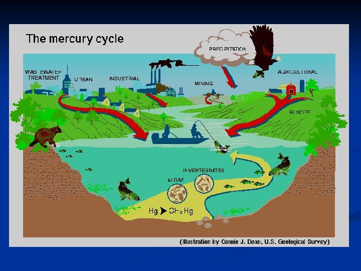 The Mercury Cycle 