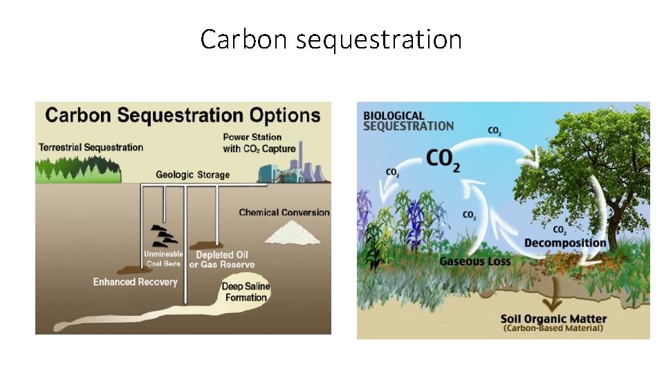 Carbon sequestration 