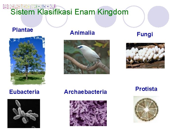 Sistem Klasifikasi Enam Kingdom Plantae Eubacteria Animalia Archaebacteria Fungi Protista 