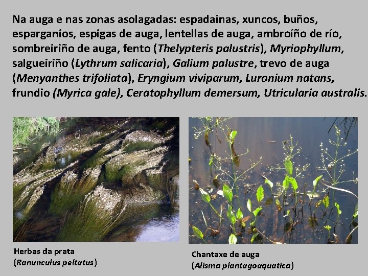 Na auga e nas zonas asolagadas: espadainas, xuncos, buños, esparganios, espigas de auga, lentellas
