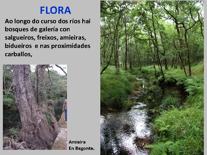 FLORA Ao longo do curso dos ríos hai bosques de galería con salgueiros, freixos,