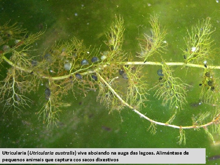Utricularia (Utricularia australis) vive aboiando na auga das lagoas. Aliméntase de pequenos animais que