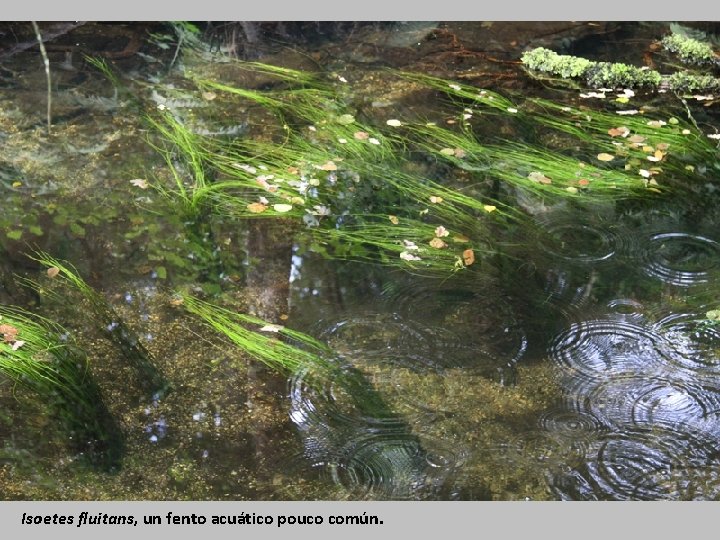 Isoetes fluitans, un fento acuático pouco común. 