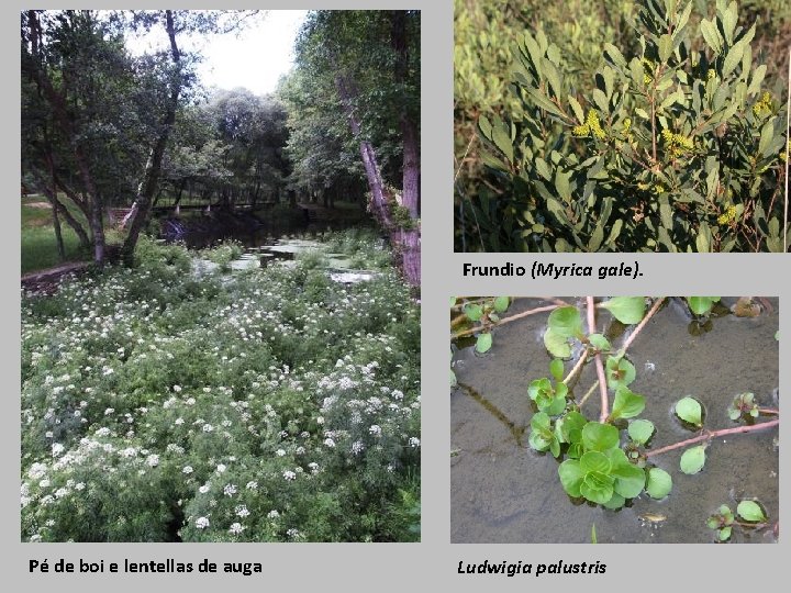 Frundio (Myrica gale). Pé de boi e lentellas de auga Ludwigia palustris 