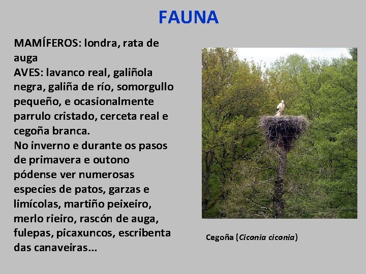 FAUNA MAMÍFEROS: londra, rata de auga AVES: lavanco real, galiñola negra, galiña de río,