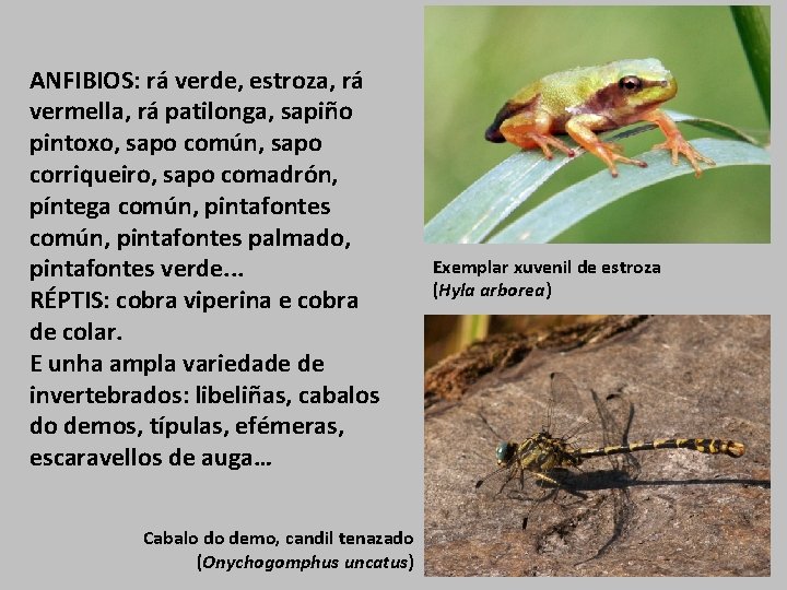 ANFIBIOS: rá verde, estroza, rá vermella, rá patilonga, sapiño pintoxo, sapo común, sapo corriqueiro,