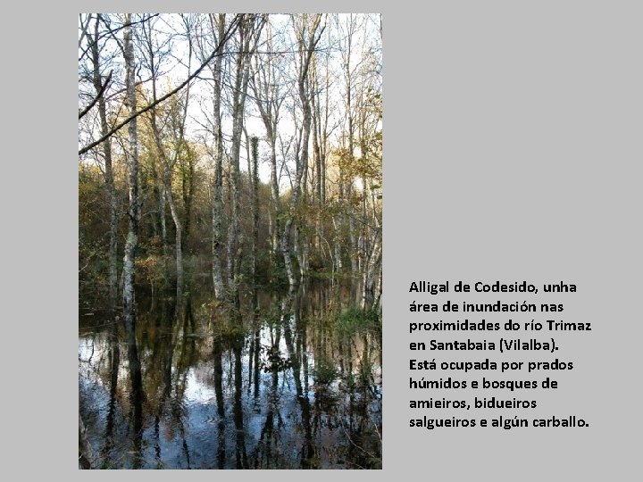 Alligal de Codesido, unha área de inundación nas proximidades do río Trimaz en Santabaia