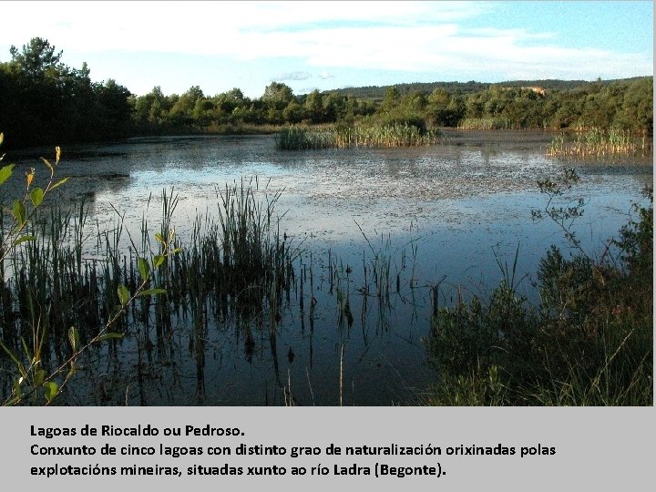Lagoas de Riocaldo ou Pedroso. Conxunto de cinco lagoas con distinto grao de naturalización