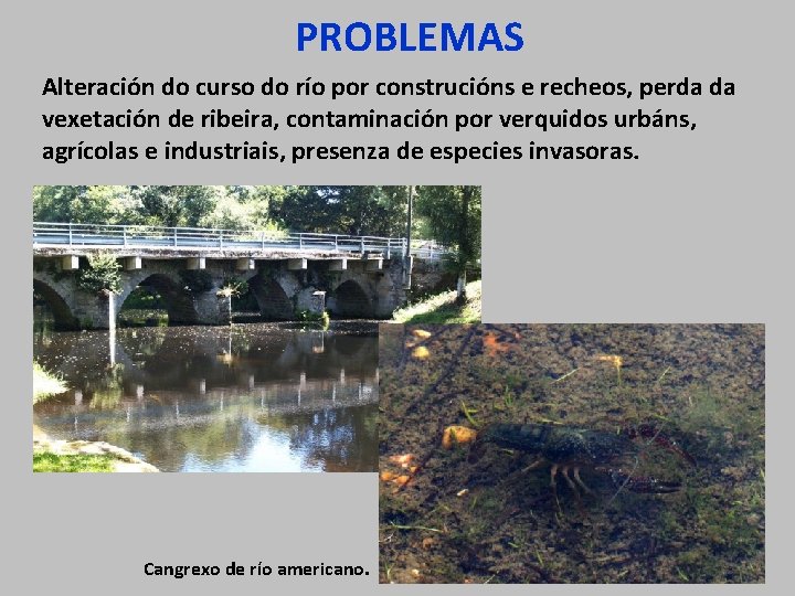 PROBLEMAS Alteración do curso do río por construcións e recheos, perda da vexetación de