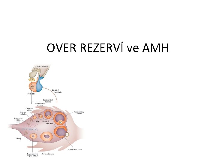 OVER REZERVİ ve AMH 