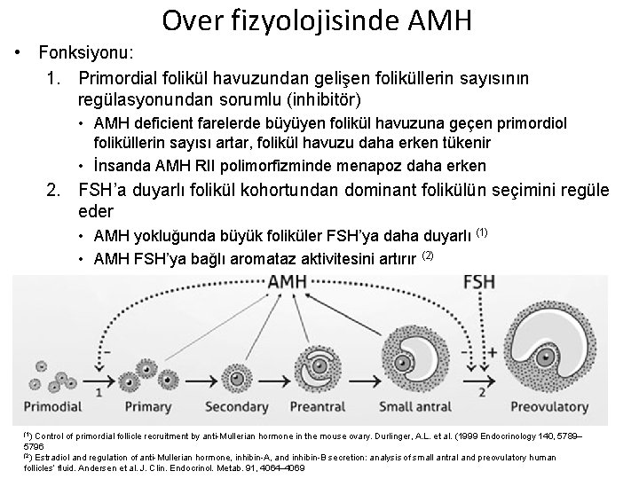 Over fizyolojisinde AMH • Fonksiyonu: 1. Primordial folikül havuzundan gelişen foliküllerin sayısının regülasyonundan sorumlu