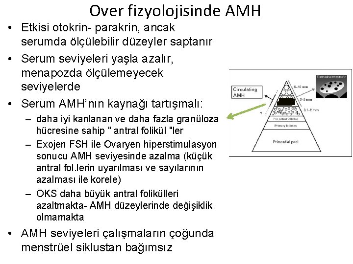 Over fizyolojisinde AMH • Etkisi otokrin- parakrin, ancak serumda ölçülebilir düzeyler saptanır • Serum