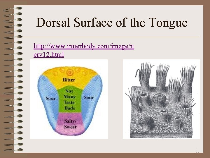 Dorsal Surface of the Tongue http: //www. innerbody. com/image/n erv 12. html 11 