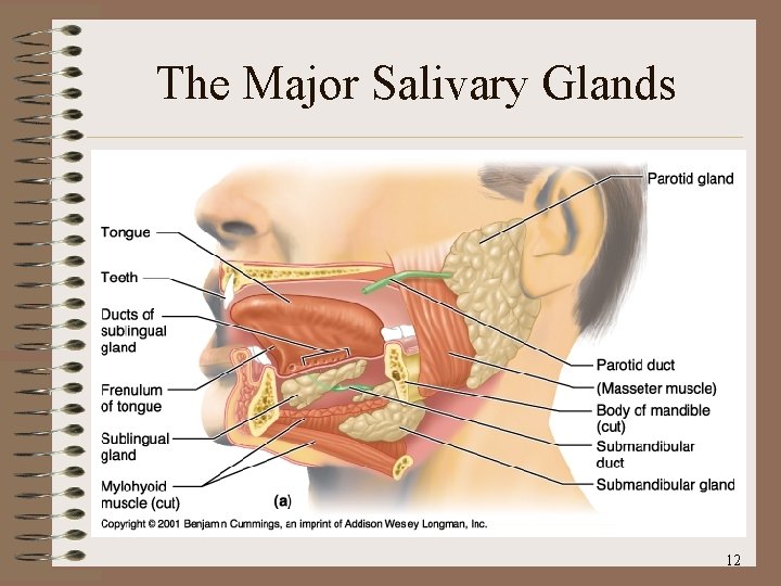 The Major Salivary Glands 12 