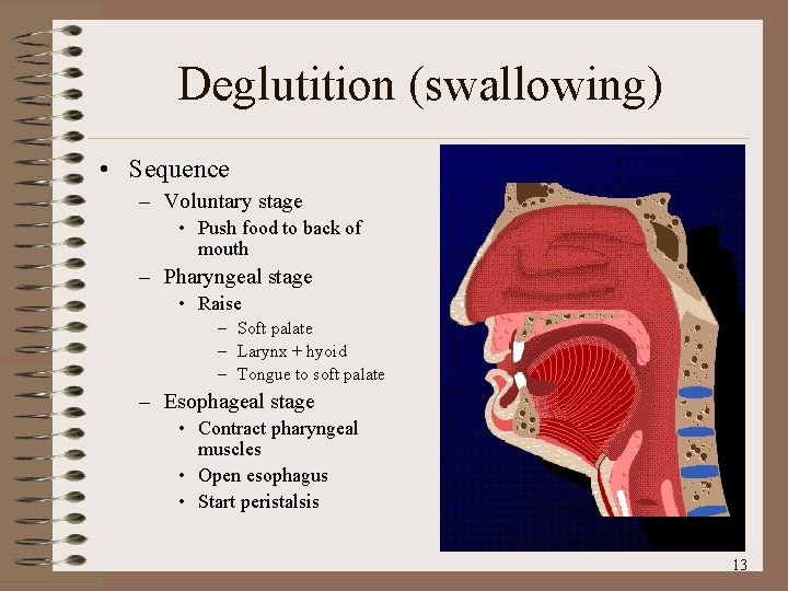 Deglutition (swallowing) • Sequence – Voluntary stage • Push food to back of mouth