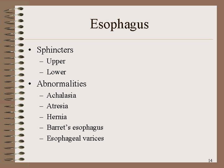 Esophagus • Sphincters – Upper – Lower • Abnormalities – – – Achalasia Atresia