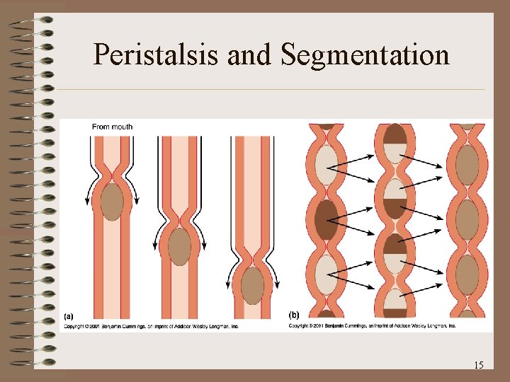 Peristalsis and Segmentation 15 