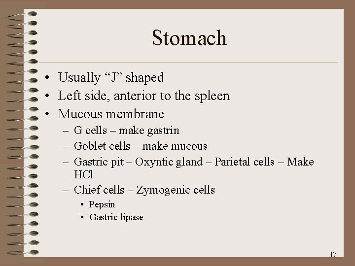 Stomach • Usually “J” shaped • Left side, anterior to the spleen • Mucous
