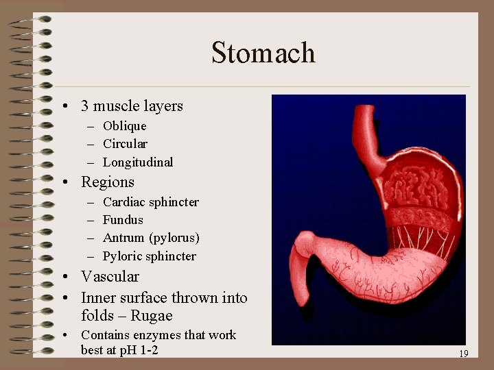 Stomach • 3 muscle layers – Oblique – Circular – Longitudinal • Regions –