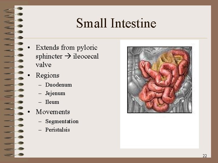 Small Intestine • Extends from pyloric sphincter ileocecal valve • Regions – Duodenum –