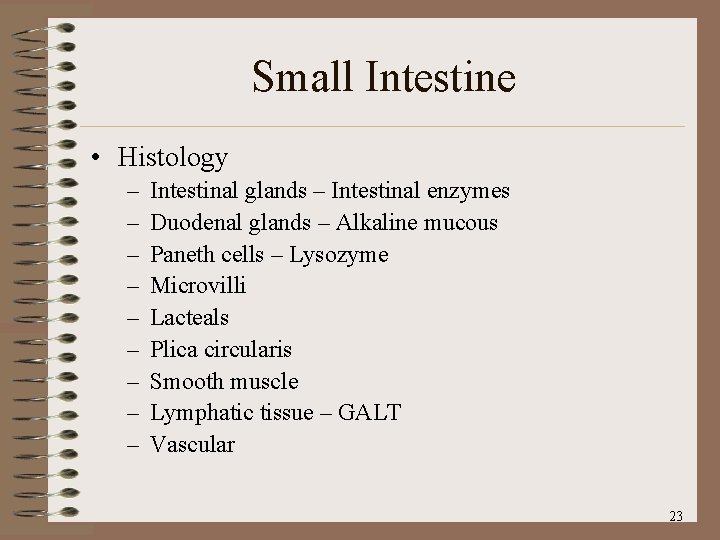 Small Intestine • Histology – – – – – Intestinal glands – Intestinal enzymes