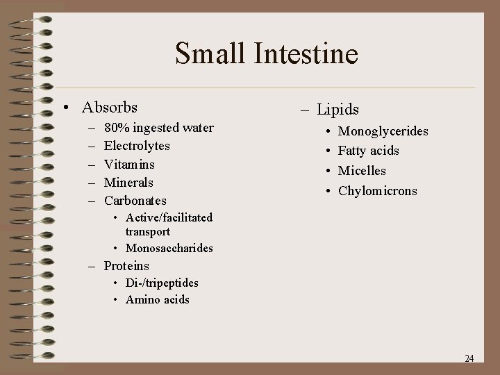 Small Intestine • Absorbs – – – 80% ingested water Electrolytes Vitamins Minerals Carbonates