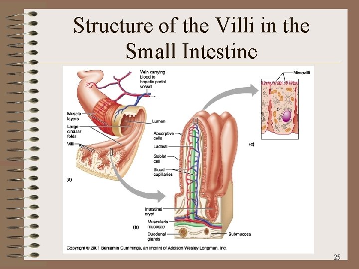Structure of the Villi in the Small Intestine 25 