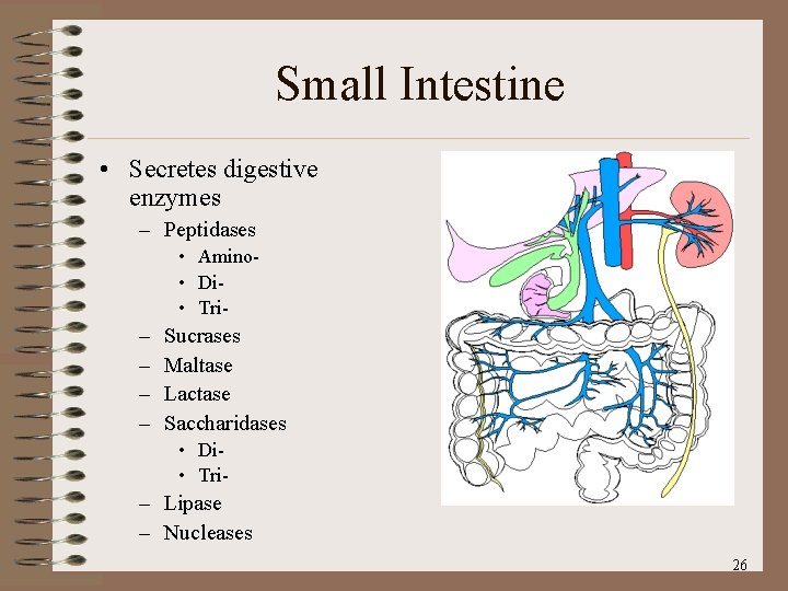 Small Intestine • Secretes digestive enzymes – Peptidases • Amino • Di • Tri-