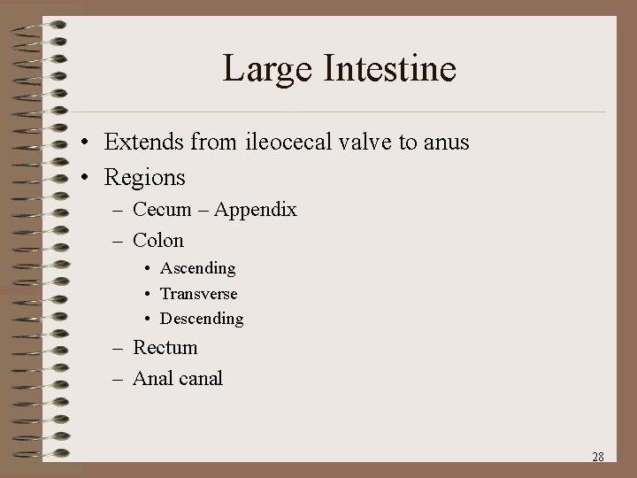 Large Intestine • Extends from ileocecal valve to anus • Regions – Cecum –