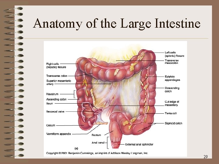 Anatomy of the Large Intestine 29 
