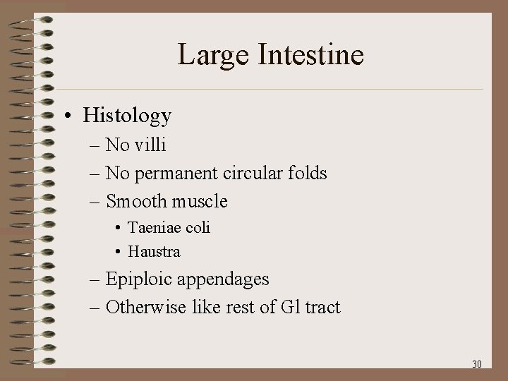 Large Intestine • Histology – No villi – No permanent circular folds – Smooth