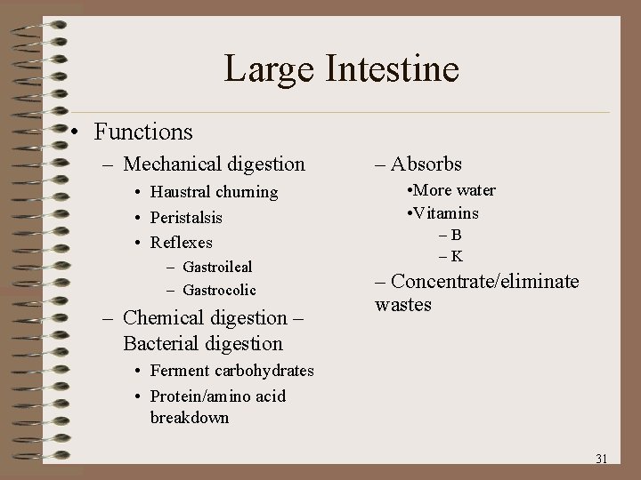 Large Intestine • Functions – Mechanical digestion • Haustral churning • Peristalsis • Reflexes