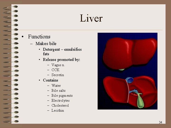 Liver • Functions – Makes bile • Detergent – emulsifies fats • Release promoted