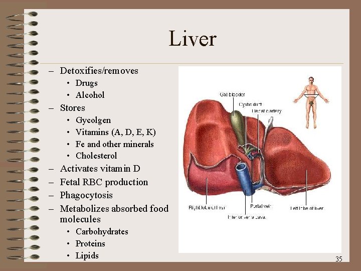 Liver – Detoxifies/removes • Drugs • Alcohol – Stores • • – – Gycolgen