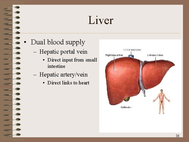 Liver • Dual blood supply – Hepatic portal vein • Direct input from small