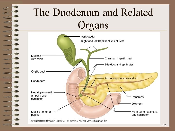 The Duodenum and Related Organs 37 