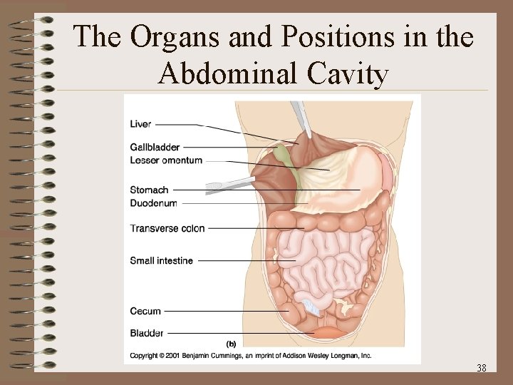 The Organs and Positions in the Abdominal Cavity 38 