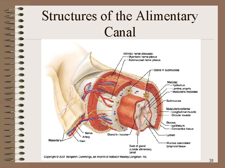 Structures of the Alimentary Canal 39 