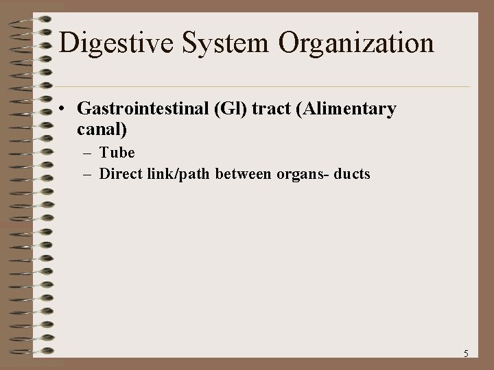 Digestive System Organization • Gastrointestinal (Gl) tract (Alimentary canal) – Tube – Direct link/path