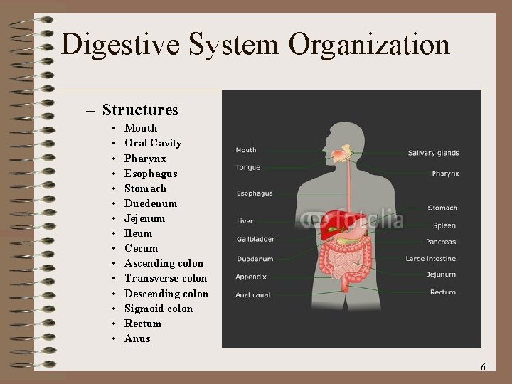 Digestive System Organization – Structures • • • • Mouth Oral Cavity Pharynx Esophagus